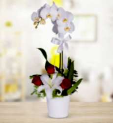 Orkide Lilyum Gül Arajmanı Seramik saksı içerisinde 60 cm yüksekliğinde beyaz orkide, kırmızı gül ve beyaz lilyum ile hazırlanmıştır