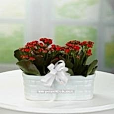 Kırmızı Kalanşolar