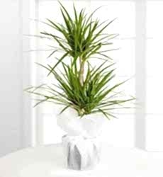 2'li Dracena Bitkisi