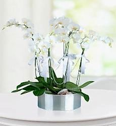 Phaleonepsis 5 Dal Orkide Çiçeği