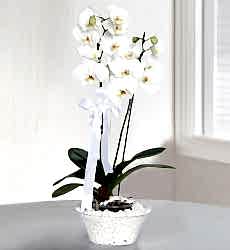 Camda Beyaz Orkide Konik cam vazo içerisinde 2 köklü beyaz orkide ile hazırlanmıştır