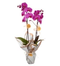 Çift Dallı Orkide (Mor)