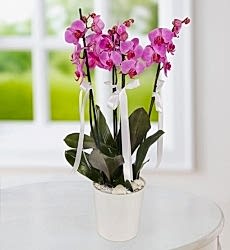 Asaletli Mor 4 Dal Orkide