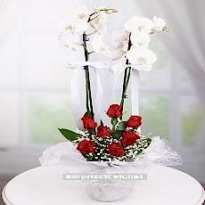 Çiftli Orkide ve Kırmızı Güller