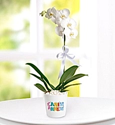 Canım Annem Orkide Çiçeği
