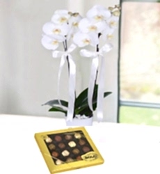 Asaletli Beyaz Orkide Seramik vazo içerisinde çift dallı beyaz orkide ile hazırlanmıştır 16 lı turf