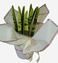 Sansevieria