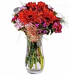 Hüsnüyusuf Kırmızı Gerbera