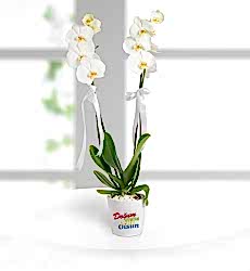 Doğum Günü Tebrikli 2 Dal Phalaenopsis Orkide