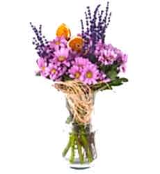 Pembe Taze Çiçek Papatyalar