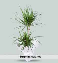 Saksida Dracena