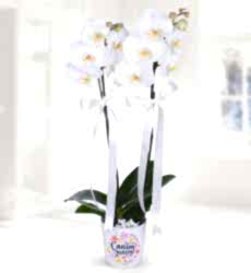 Zarif Çift Dallı Orkide Anneler günü temalı seramik saksı içerisinde 60 cm yüksekliğinde beyaz phalaenopsiz çift dallı orkide.