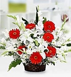  Kırmızı Gerbera Sepeti