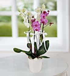 Beyaz Ve Mor 4 Dal Orkide Çiçeği