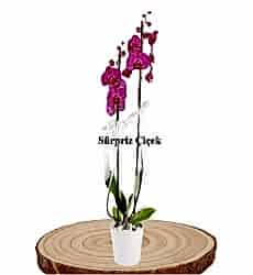 Mor Çift Dallı Orkide