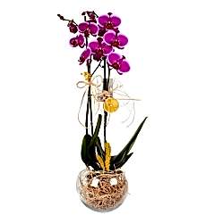 Mor OrkCam Fanusta Çift Dal Mor Orkideide Her şey seninle güzel temalı seramik vazo içerisinde çift dallı mor orkide ile hazırlanmıştır