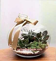 Cam Elmada TERRARIUM