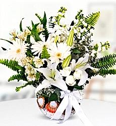 Akvaryumda Lilyum Şebboy Gerbera