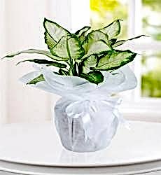 Camilya Kampak Çiçeği