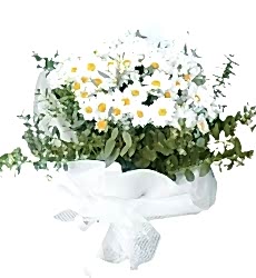 Beyaz Papatya Buketi