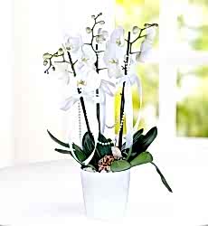 3 Dal Beyaz Orkide Çiçeği