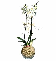 Cam Fanusta 2 Dal Beyaz Orkide Çiçeği