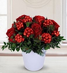 Yeni Yıl Çiçeği Kokina ve Kırmızı Gül