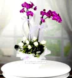 Çiftli Orkide ve Beyaz Güller