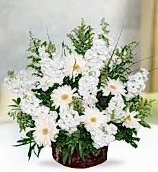 Beyaz Şebboy Gerbera Sepet içerisinde beyaz şebboy ve beyaz gerbera ile hazırlanmıştır.