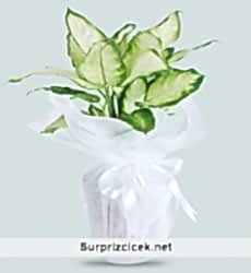 Dieffenbachia Saksı Çiçeği