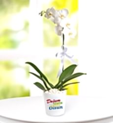 Doğum Günü Tebrikli Phalaenopsis Orkide