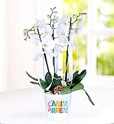 Canım Annem Üç Dal Beyaz Orkide