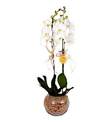 Çift Dallı Orkide (Beyaz çift dallı beyaz phalanopsiz orkide bitkisi