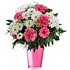 Gerbera ve krizantem iki renkli