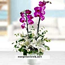 2 Dallı Orkide Çiçeği Aranjmanı