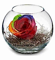 Cam Fanus Gökkuşağı Solmayan Gül