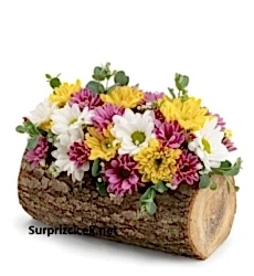 Doğal Kütükte Renkli Papatyalar