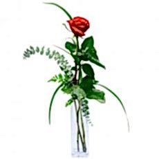 Aşk ve Prestij: 1 kırmızı gül