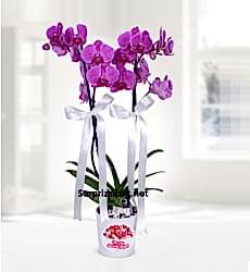 Seramik Vazoda Mor Orkide