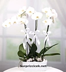 3 Dal Beyaz Orkide Çiçeği