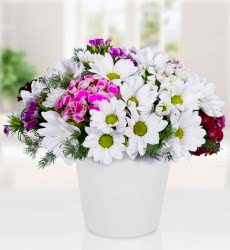 Hüsnüyusuflu Papatya Vazosu Seramik vazo içerisinde beyaz papatya, hüsnüyusuf ve yeşillikler ile hazırlanmıştır