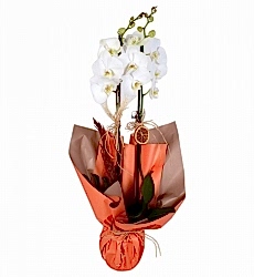 Turuncu Buket Kağıtlı Saksıda Çift Dallı Beyaz Orkide