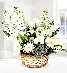 Beyaz Şebboy Gerbera Sepeti Sepet içerisinde kokulu beyaz şebboylar, beyaz gül, beyaz gerbera, cipsofilya ve yeşillikler ile hazırlanmıştır.