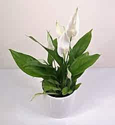 Barış Çiçeği Mini Beyaz Seramik Seramik Saksılı Spathiphyllum
