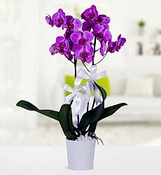 Çift Dallı Mor Orkide Beyaz seramik saksı içerisinde 60 cm yüksekliğinde mor phalaenopsiz orkide