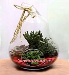 Armut Vazoda TERRARIUM