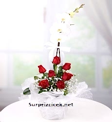 Tekli Orkide ve Kırmızı Güller