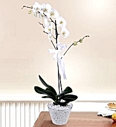 Phalanopsiz Beyaz Orkide