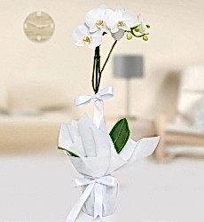 Tek Dallı Orkide (Beyaz)