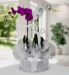 Mor ve Beyaz Orkide Saksı içerisinde 60 cm yüksekliğinde mor orkide ve beyaz orkide ile hazırlanmıştır